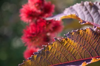 奇异树，蓖麻，大戟科