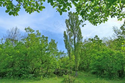 景观，树木，橡树，杨树，春天，性质，绿色