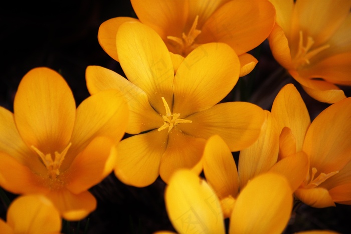 番红花，花，春天，开花，黄色