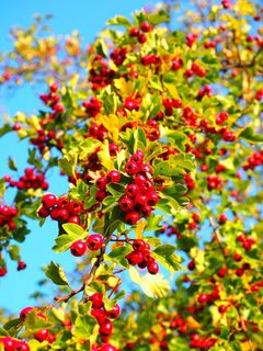 浆果，水果，红色，Eingriffeliger山楂，布什