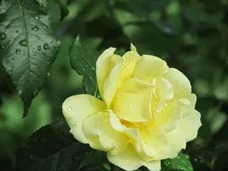 玫瑰，布什，玫瑰布什