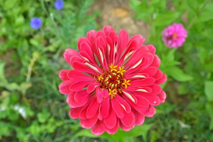 百日草，花，粉红色的花，玫瑰花瓣，花瓣