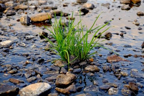 植物，绿色的植物，绿色，性质，叶，一滴水