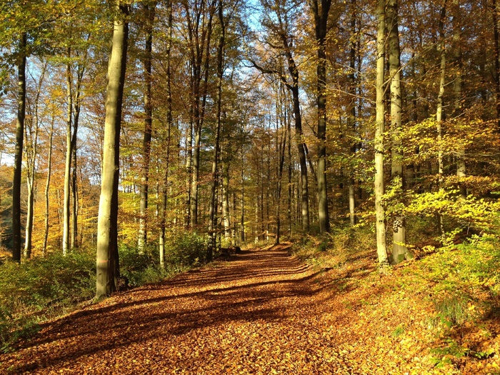 秋景，秋天，叶子，颜，华美，森林，径