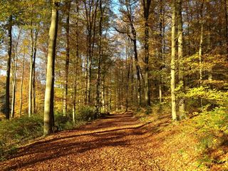 秋景，秋天，叶子，颜，华美，森林，径
