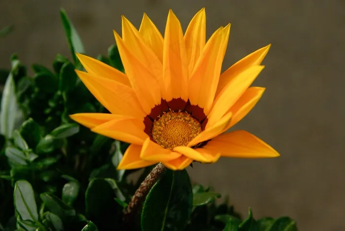 菊花，花，春天，花瓣，开花