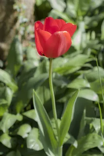 郁金香,草地,植物,鲜花,草,性质,花园 郁金香,草地,植物,鲜花,草,性质,花园