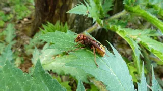 大黄蜂，Vespa Crabro，Vespidae存根，森林