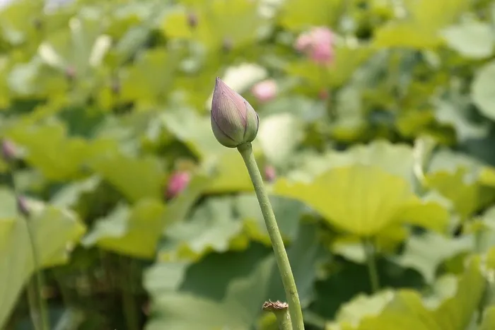 莲花芽，莲花，花，植物，盛开，水生
