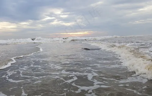 海洋，海，龟，海浪，海滩，游泳，自然