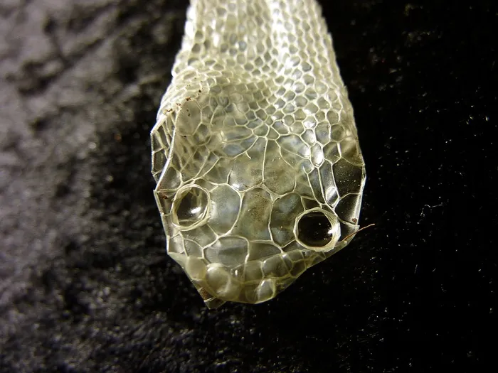 蛇皮，剥皮，皮肤，剥离，爬行动物，鳞