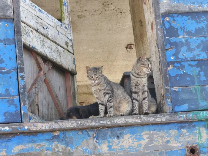 猫，宠物，窗户，坐