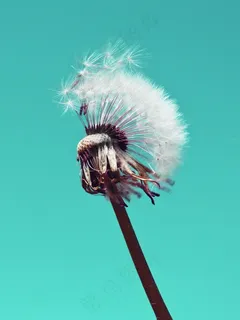 蒲公英,蓬松,花粉,关闭,种子,植物,性质 蒲公英,蓬松,花粉,关闭,种子,植物,性质