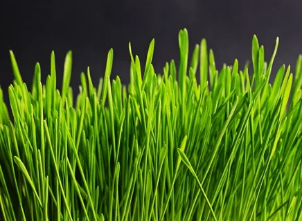 草,绿色,自然,植物,草地,草 草,绿色,自然,植物,草地,草