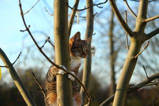 猫，树，爬，天空，家猫，幼猫，自然