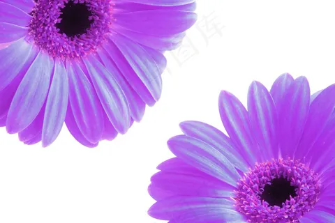 鲜花，花瓣，紫色，春天，性质，春天的花朵