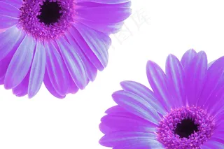 鲜花，花瓣，紫色，春天，性质，春天的花朵