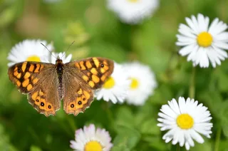 蝴蝶，雏菊，自然