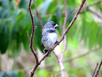 小鸟，鸟，自然