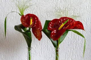 花，花束，植物群