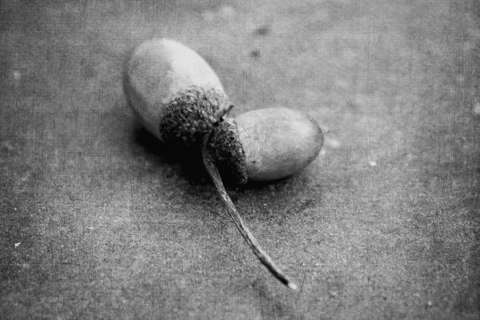 橡子，橡树，装饰，装饰，秋季，自然，艺术