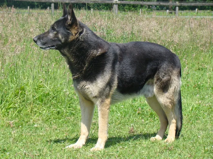 德国牧羊犬，Schäfer狗，狗，宠物，Wachhud