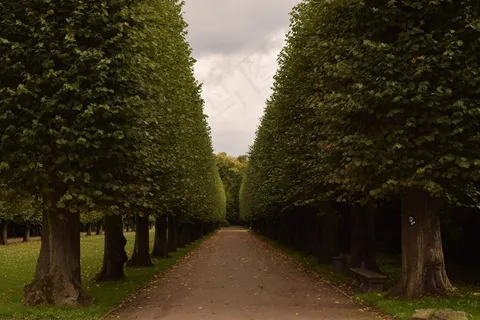 绿树成荫的大道,树,离,道路,公园,景观 绿树成荫的大道,树,离,道路,公园,景观