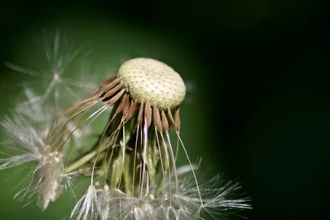 蒲公英,花,铃,花上的露珠 蒲公英,花,铃,花上的露珠