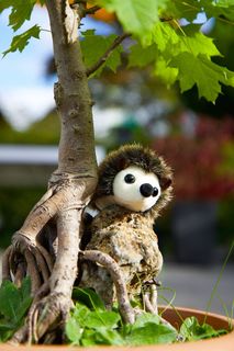 大自然，植物，枫，盆景，刺猬