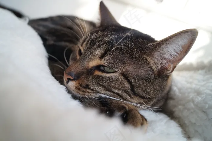动物，猫，宠物，家猫，甜