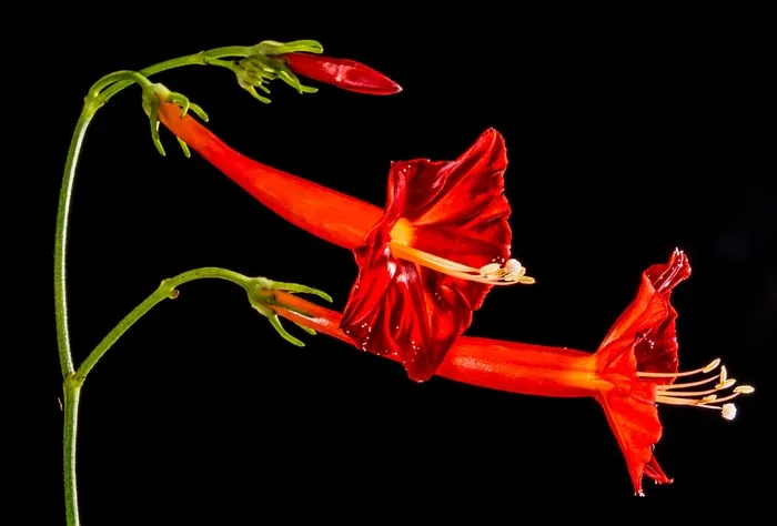 小花，花，红色，Ranke，关闭