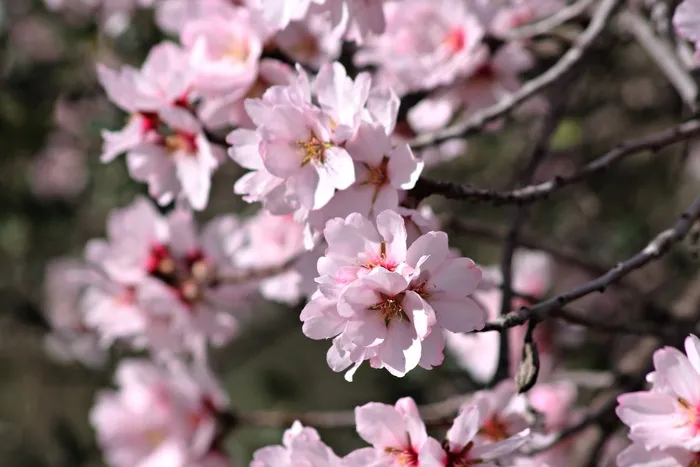 杏仁树，杏仁树花，地中海