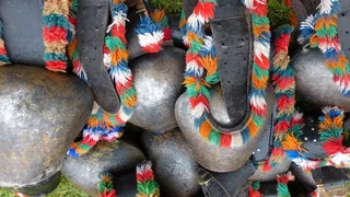 阿尔高，内塞尔旺，维耶沙伊德，牛，夹子，钟声