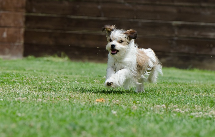杂种，小型，甜美，小狗，宠物，乌谢里格