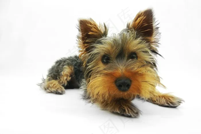 约克夏犬，狗，小猎犬，宠物，肖像