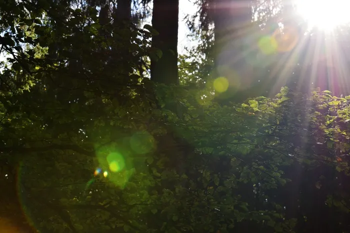 Morgenstimmung，森林，背光，光束