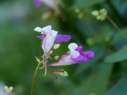 巴尔弗珠宝,凤仙花Balfourii,花,开花 巴尔弗珠宝,凤仙花Balfourii,花,开花