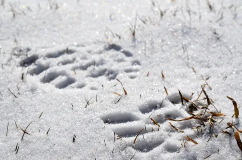 足迹,雪,白,冷,路径,冻结,冬天 足迹,雪,白,冷,路径,冻结,冬天