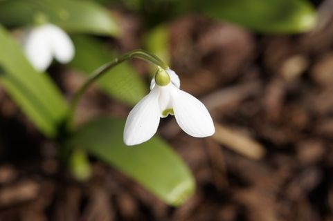 雪花莲，春天的预兆，春天，开花，盛开