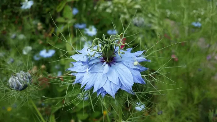 大马士革Nigella，花，花园，绿色，蓝色，植物
