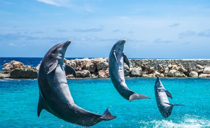 海豚，水族馆，跳跃，鱼，动物，海洋，水
