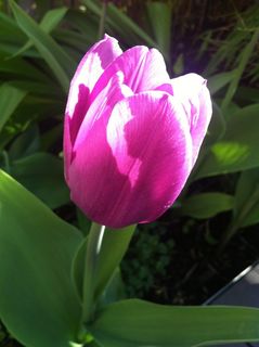 鲜花，的确，花园，粉红色，花