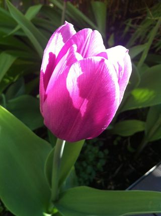 鲜花，的确，花园，粉红色，花