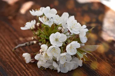 樱花,樱花科,鲜花,白 樱花,樱花科,鲜花,白