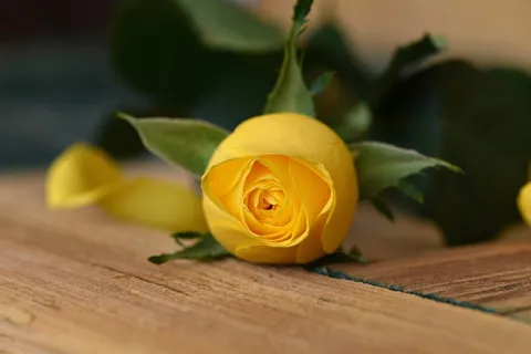 玫瑰,花,开花,封闭,黄色 玫瑰,花,开花,封闭,黄色