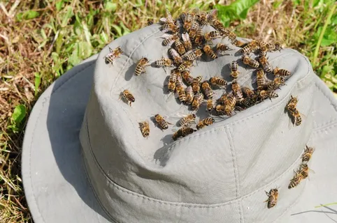 蜜蜂，昆虫，关闭，蜜蜂，蜜蜂