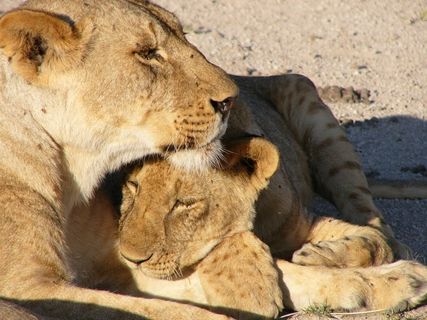 幼仔，母狮，自然，猫的，野生动物，大猫