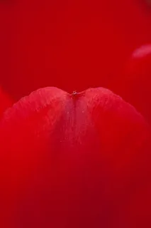 玫瑰,花瓣,红色,玫瑰花瓣,花,宏,自然 玫瑰,花瓣,红色,玫瑰花瓣,花,宏,自然