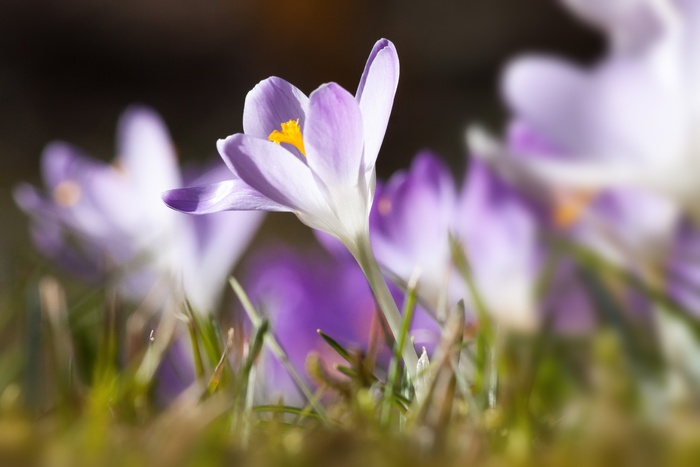 春，番红花，Schwertliliengeengewaechs，春番红花