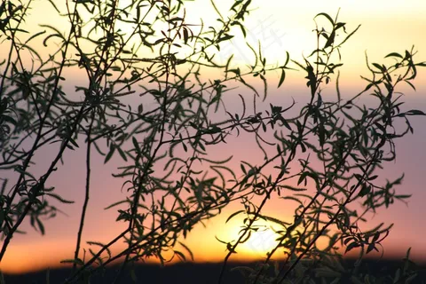 春天，盛开，自然，叶子，自然，生活的本质